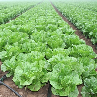 Lettuce Seeds (Romaine) - 500 seedsกุหลาบ/เมล็ด/เสื้อ/ผู้ชาย/มะละกอ/บ้านและสวน/ผักกาดหอม/กางเกง/แอปเปิ้ล/พาสต้า/ LFGM