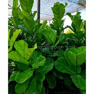 ไทรใบสัก สูงประมาณ 70-90cm. (ใบใหญ่./กระถาง25")