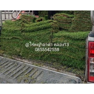 หญ้านวลน้อยแท้ 1 แผ่น หญ้าปูสนามจริง ทนแดด ทนการเหยียบย่ำ ตัดสดใหม่จากไร่ทุกวัน พร้อมส่ง