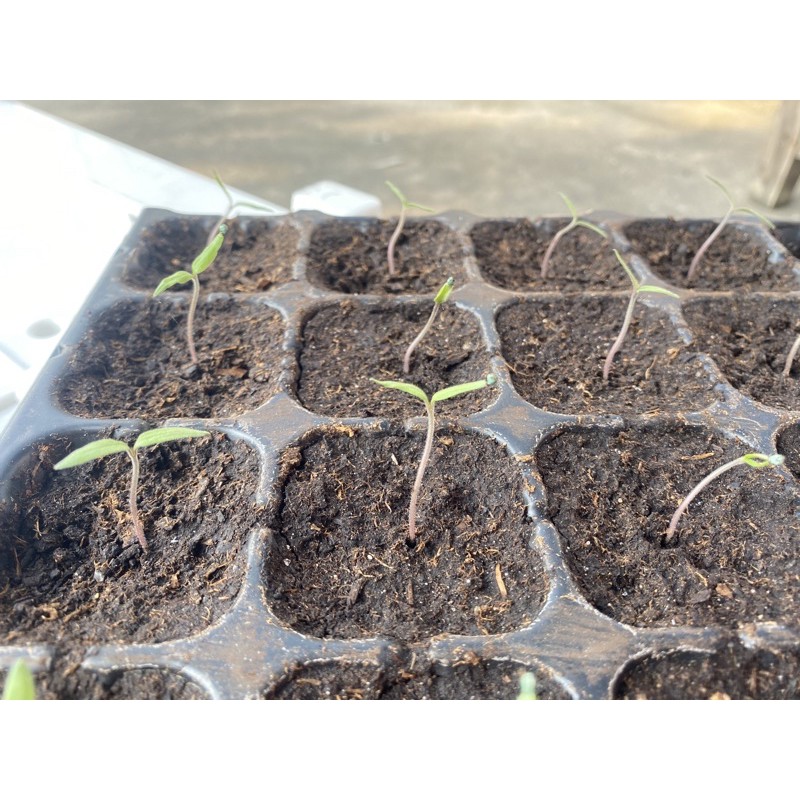 เมล็ดพันธุ์มะเขือเทศ โซลาริโน่ Solarino จำนวน 10 เมล็ด ทานสด เมล็ดของแท้ - รูปที่ 5