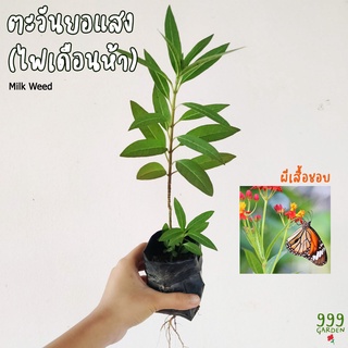 ต้นตะวันยอแสง หรือ ต้นไฟเดือนห้า (ผีเสื้อชอบ) milkweed 999garden