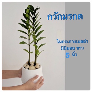 กวักมรกตฮอนเเลนด์ ในกระถางขาวเบลล่ามินิมอลพร้อมจานรองในตัว ขนาด 5 นิ้ว