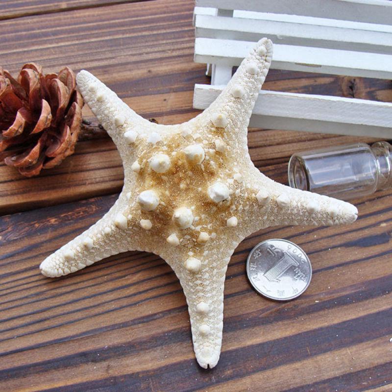 2Pcs Natural Starfish Sea Star Shell Aquarium Landscape Making DIY Craft Decor