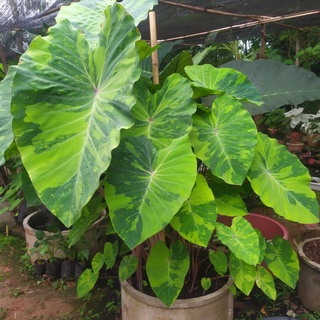 Colocasia lemon lime gecko