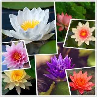 100 เมล็ด เมล็ดบัว คละสี นำเข้า บัวนอก สายพันธุ์เมล็ดบัว Waterlily Nymphaea Seeds