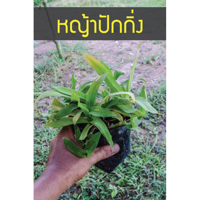 ต้นหญ้าปักกิ่ง สามารถปลูกได้ทั้งในกระถางและแปลงดิน