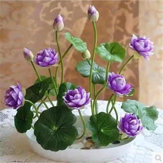 20เมล็ด เมล็ดพันธุ์ดอกบัวจิ๋ว เมล็ดพันธุ์ดอกไม้ ดอกบัวจิ๋ว บัวแคระคละสี ปลูกง่าย ออกดอกไว พร้อมส่งในไทย