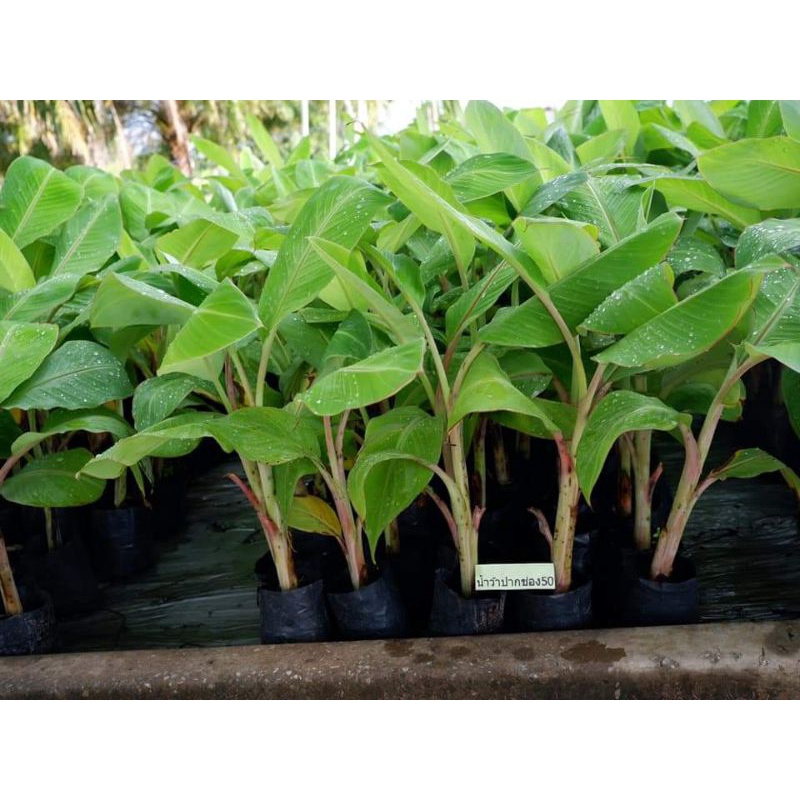 กล้วยน้ำว้าเพาะเนื้อเยื่อปากช่อง50(2ต้น)