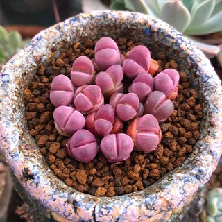 Lithops optica ‘Rubra’