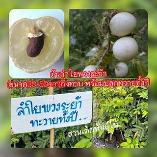 ต้นลำไยพวงระย้า (ขนาด30-50cm)กิ่งทาบ พร้อมปลูกทวายทั้งปี