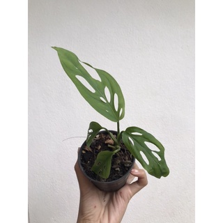 ✅ มีของแถมทุกออเดอร์ - Monstera acuminata -