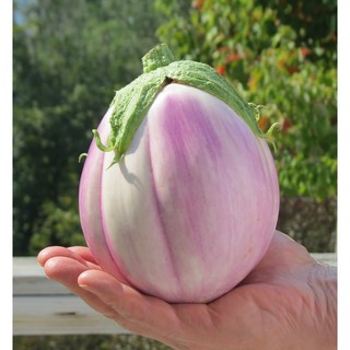 เมล็ด มะเขือโรซา - Rosa Bianca Eggplant