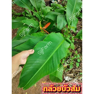 กล้วยบัวส้ม (Flowering banana) เป็นต้นขุดสด จัดส่งขนาดคละไซส์ ขุดตามออเดอร์ จัดส่ง 1-3 วันได้รับสินค้า