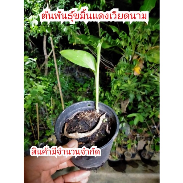 ต้นพันธุ์ขมิ้นเวียดนาม..สายพันธุ์แท้(ใช้เป็นวัตถุดิบทำขมิ้นแดง)