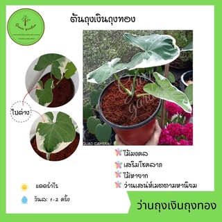 ต้นถุงเงินถุงทอง ว่านถุงเงินถุงทอง (Alocasia Mickey Mouse)ไม้ด่าง ไม้มงคล