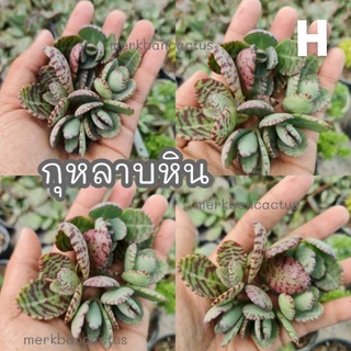 กุหลาบหิน succulent กุหลาบหิน5บาท แคคตัส ใบกุหลาบหิน ยอดกุหลาบหิน กระบองเพชร5บาท