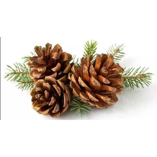 pine cones(1ลูก) ลูกสนสำหรับลับสัตว์ฟันแทะ ลูกสนแต่งกรง