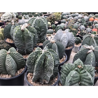 มายริโอ้กิ๊กโก๊ะ ไม้น่าสะสม Astrophytum myriostigma kikko nudum