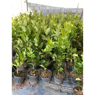 ต้นพันธุ์ เลมอนยูเรก้า (ห้วยยาว) กระถาง8 นิ้ว สูง80-100ซมฮา