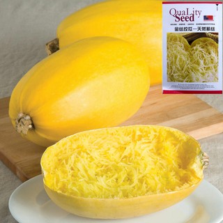 เมล็ดฟักทองสปาเก็ตตี้  20 เมล็ด  spaghetti squash Original Packaging  สายพันธุ์ OP