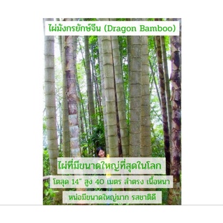 ไผ่มังกรยักษ์จีน Dragon Bamboo ไผ่มังกร ไผ่มงคล ไม้มงคล ไผ่สวยงามไผ่ตกเเต่งสวน ไผ่ใช้ลำ