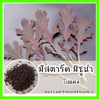 พร้อมส่ง ❗ รหัส 061 เมล็ดพันธุ์แท้ OP แท้  มัสตาร์ด มิซูน่าใบแดง - Red Leaf Mizuna Mustard เมล็ดพันธุ์พืช เมล็ดผัก