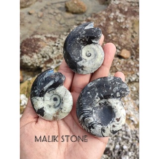 🌊 ฟอสซิล แอมโมไนต์ โกนิเอไทต์ 🌊 ไซส์ใหญ่(Ammonite Goniatite) สวย และหายาก 
🌟 มี 3 ชิ้นให้เลือก B1-B3