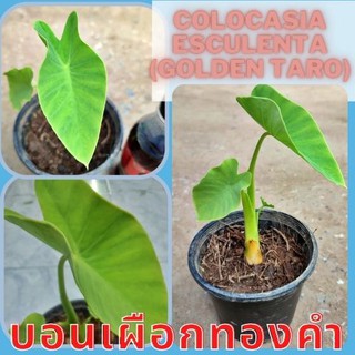 1 ต้นบอนเผือกทองคำ Colocasia Golden taro ต้นบอนโกลเด้นทาโร่ น่าสะสม  จัดส่งพร้อมกระถาง