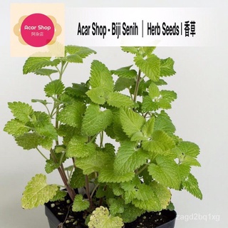 Catnip Herbs Seeds  Biji Benih Catnip  Catnip เมล็ด - 300 herb seeds种子/生菜/向日葵/seeds/香菜/园艺/苹果/儿童/手链/花园/ GAGN