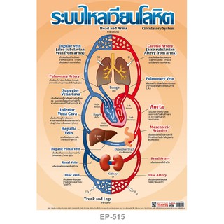 INTOP By OST Plastic Poster Circulatory System ระบบไหลเวียนโลหิต : 50x70 Cm #EP-515