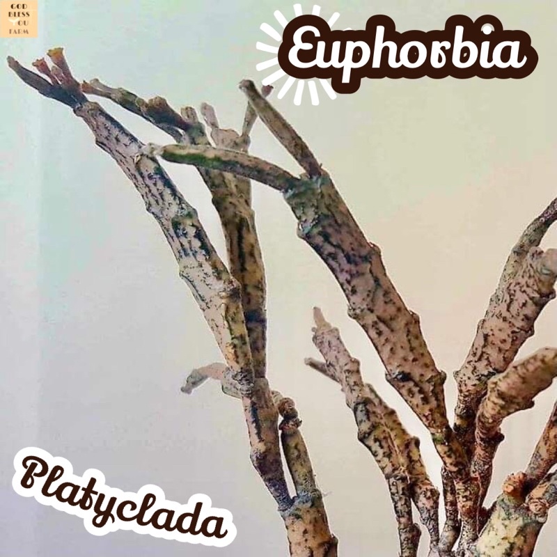 [ยูโฟเบียขากบ 1 กิ่ง] Euphorbia Platyclada ส่งพร้อมกระถาง แคคตัส Cactus Succulent Haworthia Euphorbia ไม้หายาก พืชอวบน้ำ