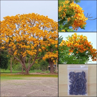 เมล็ดพันธุ์ 20เมล็ด หางนกยูงฝรั่ง ดอกสีเหลือง ต้นไม้บังแดด ออกดอกเต็มต้น Flame Tree, Flamboyant, Royal Poinciana