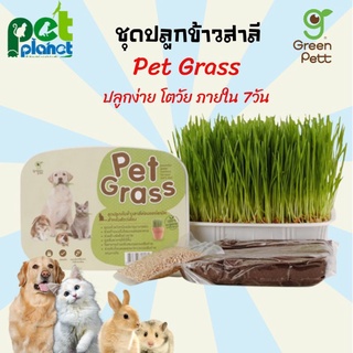 หญ้าแมว  Pet Grass ชุดปลุกข้าวสาลี ออแกนิค เกรดพรีเมี่ยม สำหรับแมว ข้าวสาลีแมว ต้นหญ้าสำหรับ แมว สุนัข หมา หนู กระต่าย