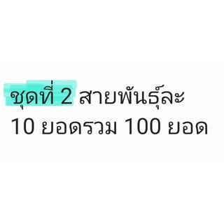 มันหวานญี่ปุ่นชุดทดลองปลูก 10 สายพันธุ์ได้100 ยอด#คุ้มมาก