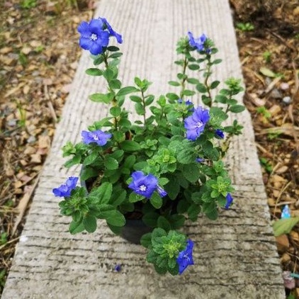 ต้น ฟ้าประดิษฐ์ (Ground Morning Glory) ใบสีเขียวเทา ดอกสีฟ้าอมม่วง ในกระถาง 5 นิ้ว ฟรีลวดแขวนกระถาง