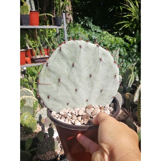 Opuntia violacea var. azurea (Rose)ใบใหญ่มาก