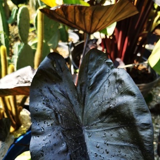 เมล็ดcolocasiaโคนาคอฟฟี่ colocasia​ kona​ coffee​ ต้นบอนโคนาคอฟฟี่(แถมอุปกรณ์เพาะปลูก)