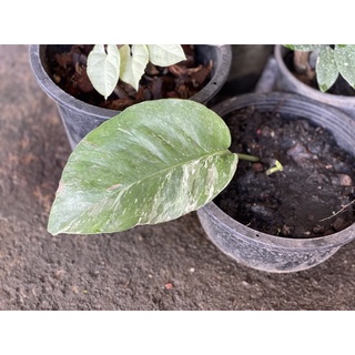 พลูฉีกใบด่าง epipremnum pinnatum variegata