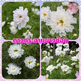 เมล็ดพันธุ์ ดาวกระจายซ้อนขาว 3 เมล็ด