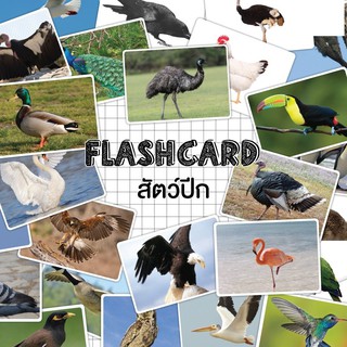 แฟลชการ์ดสัตว์ปีก แผ่นใหญ่ Flash Card Birds KP056 Vanda learning