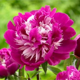 20 เมล็ด เมล็ดโบตั๋น ดอกโบตั๋น ดอกพีโอนี (Peony) สีชมพู Celebrity