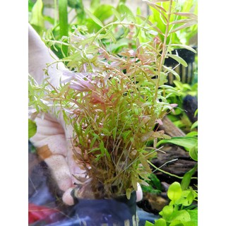 โรทา​ล่า​พิ้งค์​ (Rotala​ sp.pink)​ ต้นไม้น้ำ พร้อมปลูก ต้นไม้น้ำตกแต่งตู้ปลา ***กรุณาอ่านรายละเอียดก่อนสั่งซื้อ***