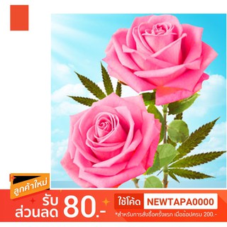 น้ำหอม NG Natures Garden กลิ่น  CANNABIS ROSE TYPE  FRAGRANCE OIL ขนาด 16 ออนซ์