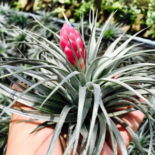 Tillandsia “Houston”