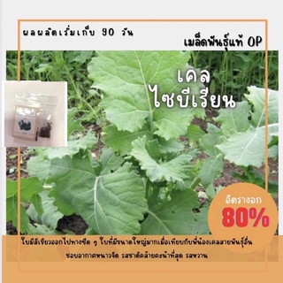 เมล็ดพันธุ์ เคลไซบีเรียน 500 เมล็ด Siberian Kale เคล คะน้า (ซื้อ 10 แถม 1 คละอย่างได้)