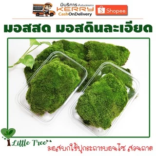 มอสสด มอสดินละเอียด มอสตกแต่งบอนไซ มอสตกแต่งสวนถาด กล่องละ 50฿