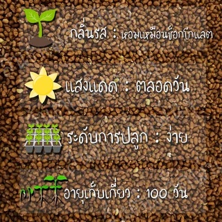 เมล็ดพันธุ์ ดอกเบิร์ดอายจิเลีย กลิ่นหอม 100 เมล็ด Bird's Eyes (Gilia Tricolor) เมล็ดพันธุ์แท้100% นำเข้าจากต่างประเทศ ดี
