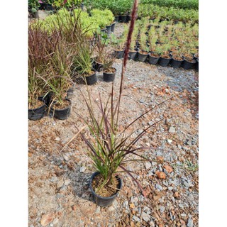 ต้นหญ้าเม็กซิกัน (African fountain grass) 🌴🪴🌳🌲🌱