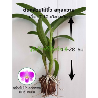 กล้วยไม้นิ้ว สกุลหวาย สีชมพู แอนนา (Dendrobium Anna Young Orchid Plants) ขั้นต่ำ 2 ต้นขึ้นไปนะคะ