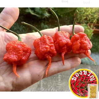 12 CAROLINA REAPER HOTTEST CHILI SEEDSกางเกง/สร้อยข้อมือ/บ้านและสวน/ผักชี/ผักกาดหอม/ดอกทานตะวัน/แม่และเด็ก/ผู้ชาย/เสื้อ/